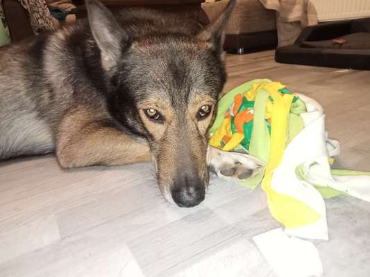 Freddys Kummerkasten-Beitrag-Bild