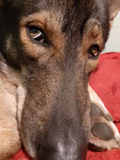 Die besten Hundeblicke 🐾❤️-Beitrag-Bild