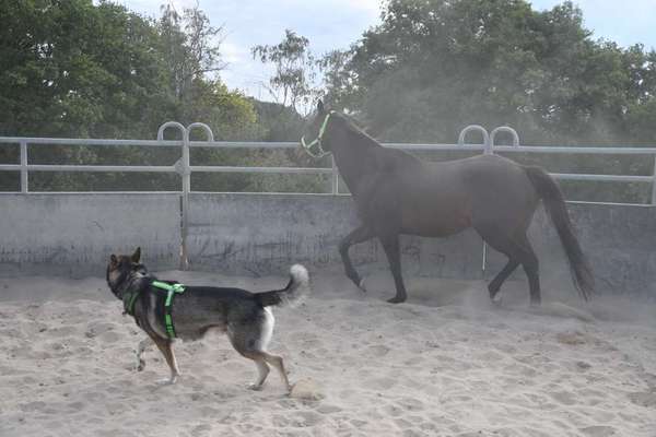 155. FotoChallange * David und Goliath *-Beitrag-Bild