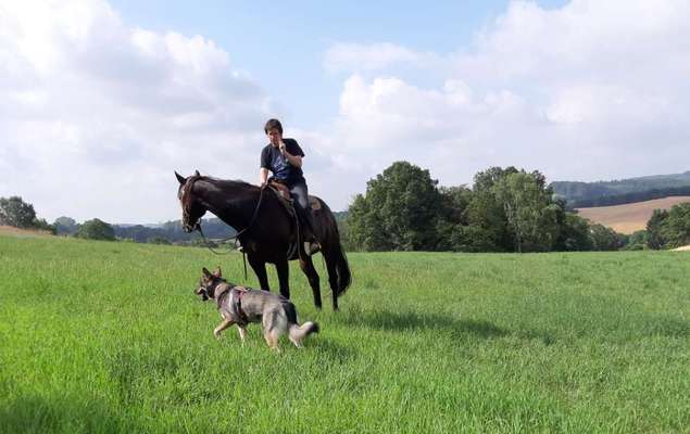 Bilder Hund und andere Tiere-Beitrag-Bild