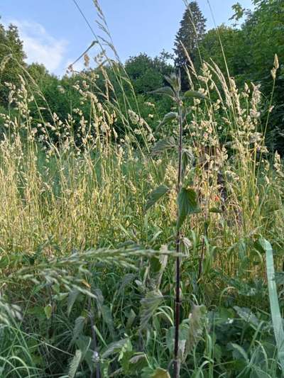 Freddys Kummerkasten-Beitrag-Bild