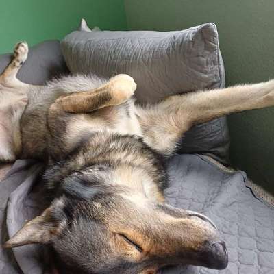 Freddys Kummerkasten-Beitrag-Bild