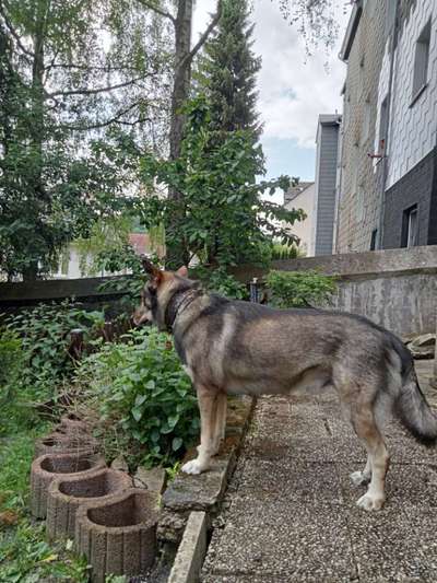 Freddys Kummerkasten-Beitrag-Bild