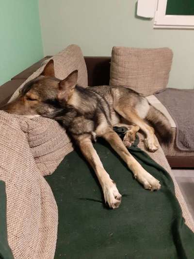 Welchen Hund hast du?-Beitrag-Bild