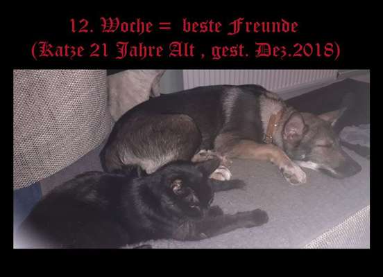 Als Welpen sind sie alle noch süßer-Beitrag-Bild