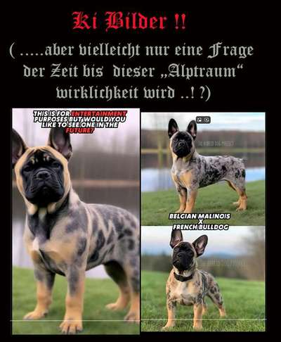 Qualzucht - Warum Aufklärung alleine nicht reicht-Beitrag-Bild