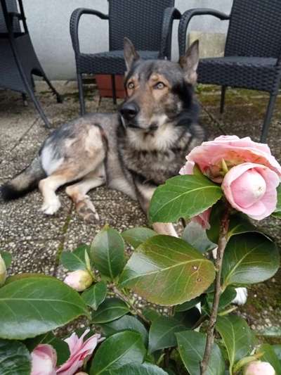 Freddys Kummerkasten-Beitrag-Bild