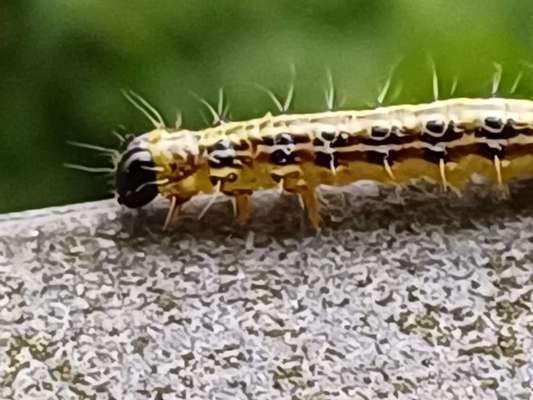 Freddys Kummerkasten-Beitrag-Bild