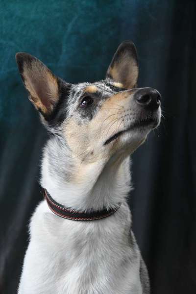 Hunde Porträt (Portrait) Galerie....-Beitrag-Bild