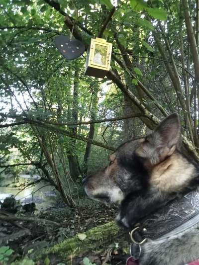 Freddys Kummerkasten-Beitrag-Bild