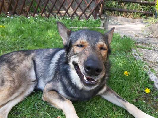 Hund im Garten - Eure Meinungen-Beitrag-Bild