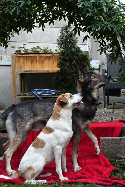 Gespräche zwischen Hund und Halter-Beitrag-Bild