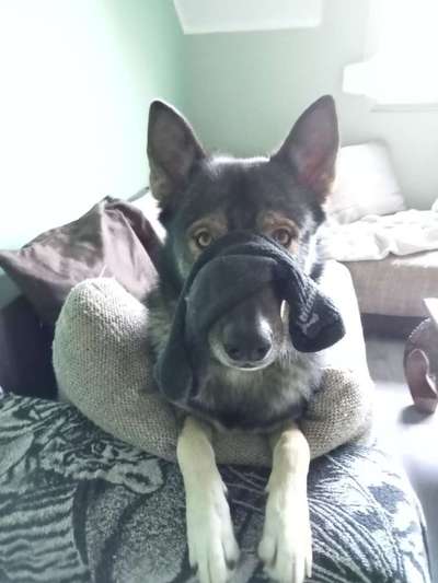 Freddys Kummerkasten-Beitrag-Bild