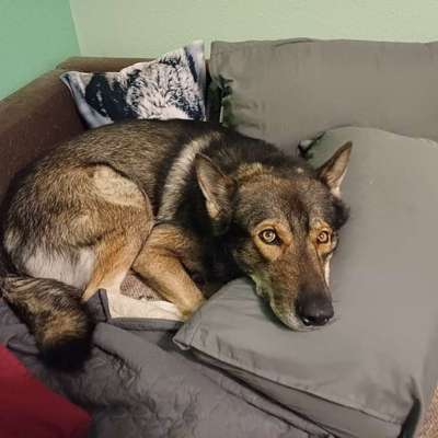 Freddys Kummerkasten-Beitrag-Bild