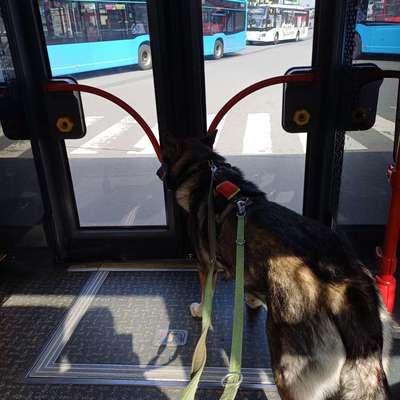 Antizieh Geschirr Amstaff-Beitrag-Bild