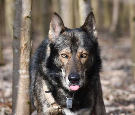 Lustigsten Grimassen von euren Hunden-Beitrag-Bild