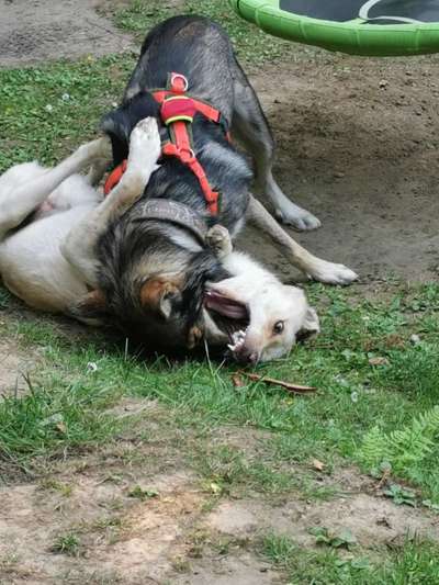Bester Freund, Hundekumpel - zeigt her!-Beitrag-Bild