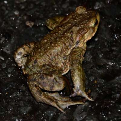 Freddys Kummerkasten-Beitrag-Bild