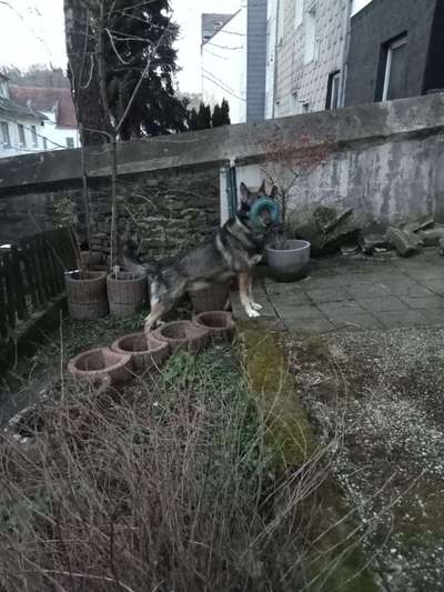 Bei Frauchen klappt vieles besser - Warum?-Beitrag-Bild