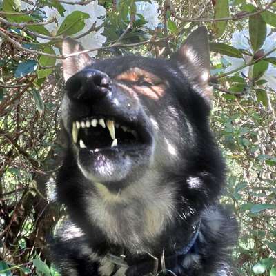 Freddys Kummerkasten-Beitrag-Bild