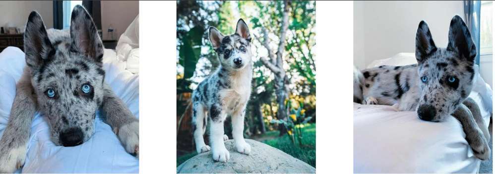 Qualzucht - Warum Aufklärung alleine nicht reicht-Beitrag-Bild