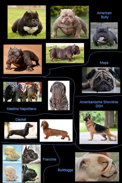 Diskussion zum neuen Entwurf des Tierschutzgesetzes....-Beitrag-Bild