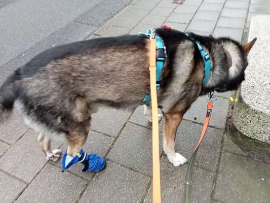 Pfotenverband- was hält und schutzt beim Gassi gehen?-Beitrag-Bild