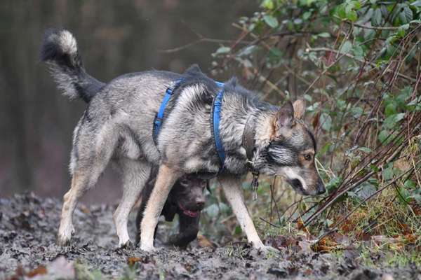 Wenn große Hunde und kleine Hunde wild toben...-Beitrag-Bild