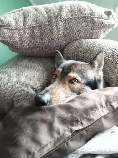 Freddys Kummerkasten-Beitrag-Bild