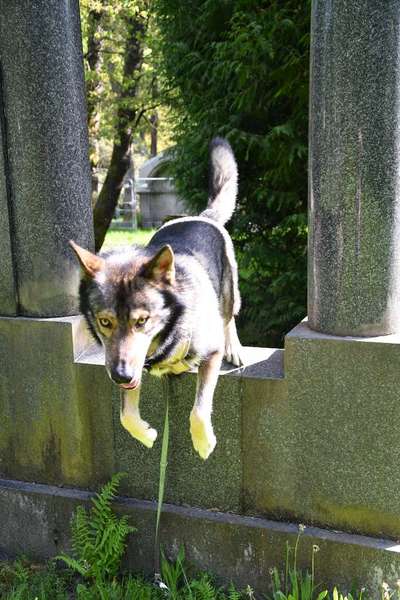 Freddys Kummerkasten-Beitrag-Bild