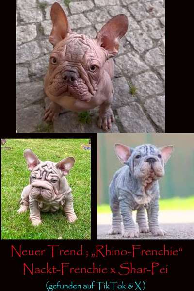 Das geht doch zu weit, oder?! 😱 HAIRLESS / HIPPO BULLYS-Beitrag-Bild