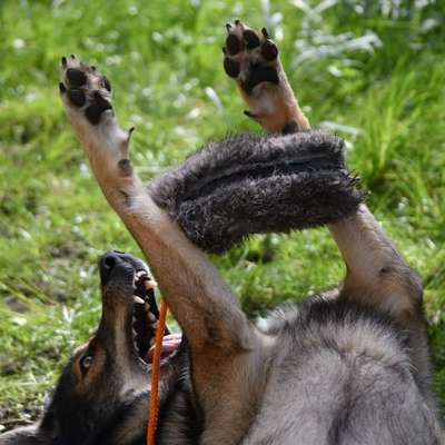 Freddys Kummerkasten-Beitrag-Bild