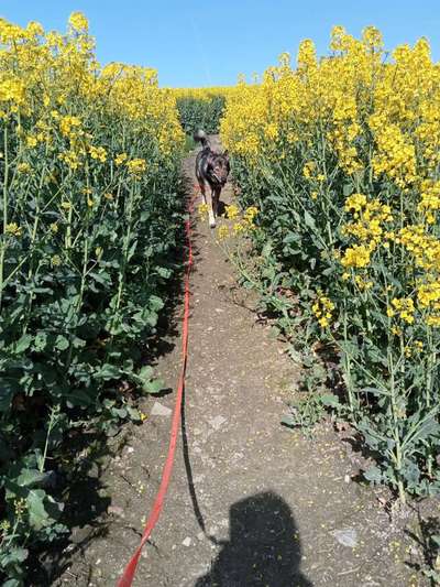 9.Farben-Fotochallenge            Gelb-Beitrag-Bild