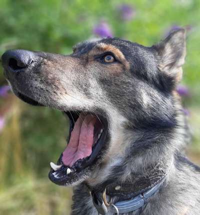 Sind (eure) Hunde  wirklich "Gourmet's" oder nur Zufall ? :)-Beitrag-Bild