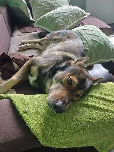 Freddys Kummerkasten-Beitrag-Bild