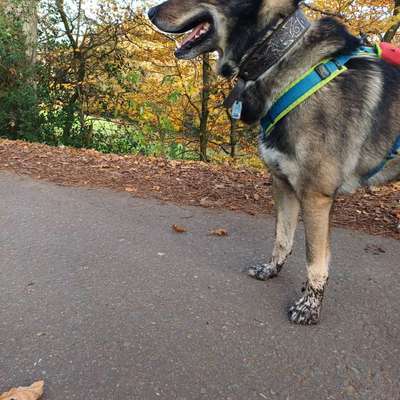 Freddys Kummerkasten-Beitrag-Bild