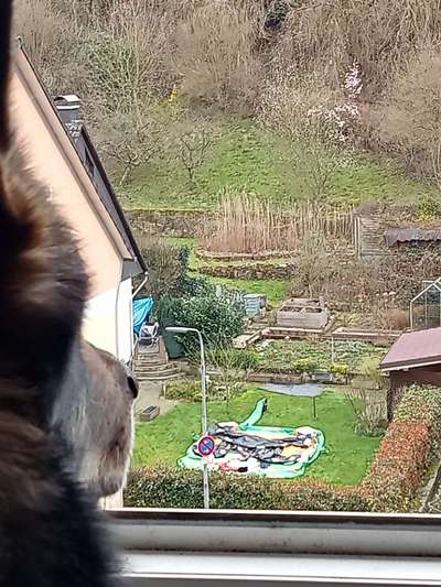 Freddys Kummerkasten-Beitrag-Bild