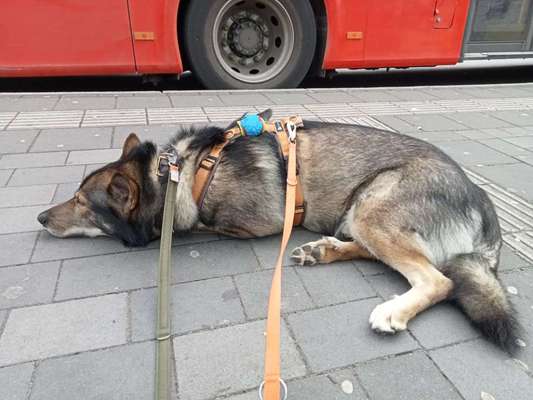 Freddys Kummerkasten-Beitrag-Bild