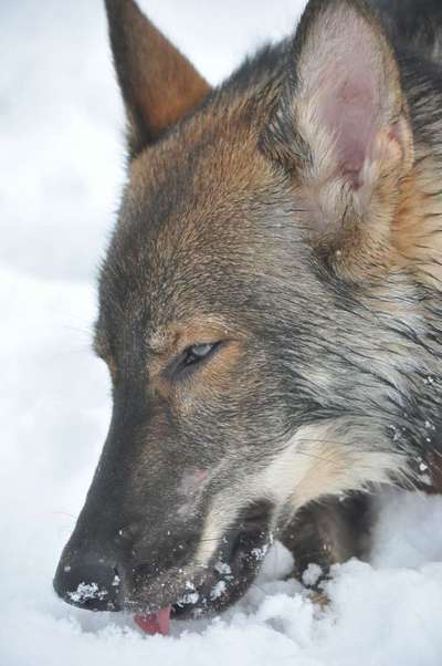 Dein Hund im Dogorama-Kalender 2021-Beitrag-Bild