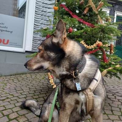 Freddys Kummerkasten-Beitrag-Bild