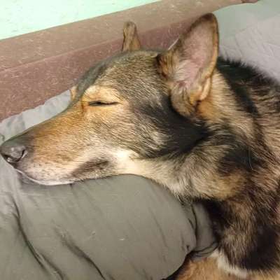 Freddys Kummerkasten-Beitrag-Bild