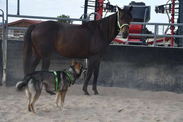 Geschirr für schlanken Hund mit langem Rücken-Beitrag-Bild