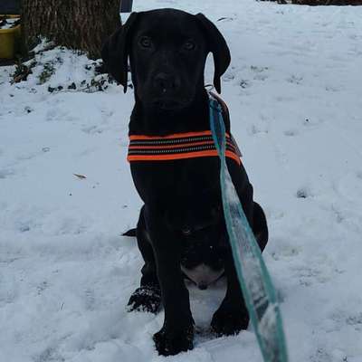 Hundetreffen-Spielrunde für Welpen-Bild