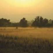 Hundeauslaufgebiet-Engerser Feld-Bild