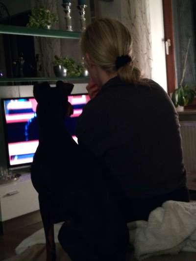 Fernseh-Hunde-Beitrag-Bild