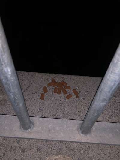 Giftköder-Verdächtig ausgelegtes Hundefutter-Bild