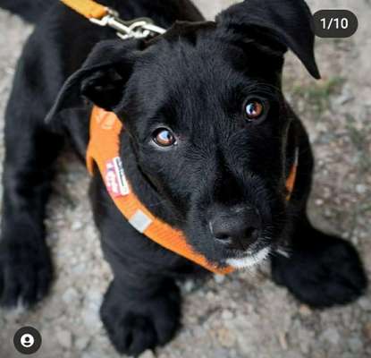 Welpen Bilder !-Beitrag-Bild