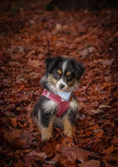 Welpen Bilder !-Beitrag-Bild