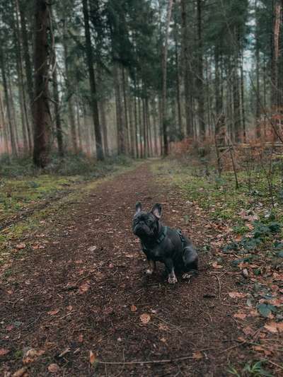 Hundetreffen-Spiel & Gassipartner gesucht-Bild