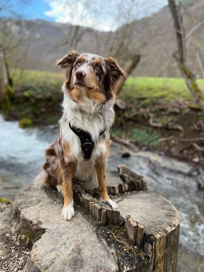Hundetreffen-Gassirunde mit eventuellen spielen-Bild